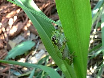 Close-up of insect on leaf