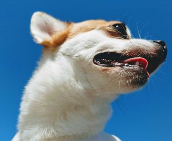 Close-up of dog against clear blue sky
