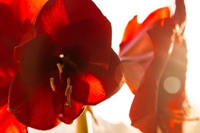 Close-up of red flowering plant