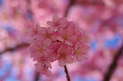 Close-up of pink cherry blossom