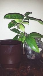 Close-up of potted plant