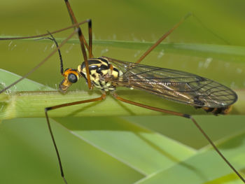 Close-up of insect on leaf