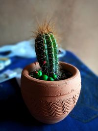 Close-up of succulent plant on table