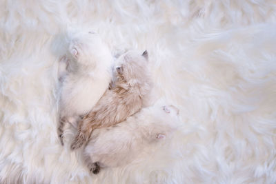 High angle view of dogs