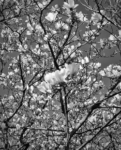 Low angle view of bare tree against sky