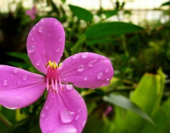 Close-up of pink flower