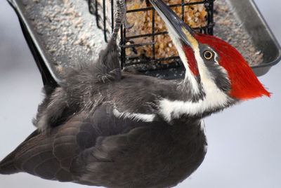 Close-up of bird