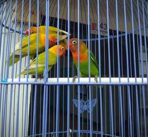 View of birds in cage