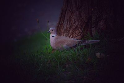 Close-up of seagull perching on a field