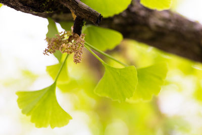 Close-up of green leaves on plant