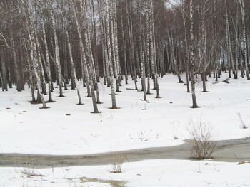 Bare trees on snow covered field