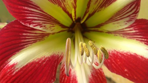 Close-up of flower