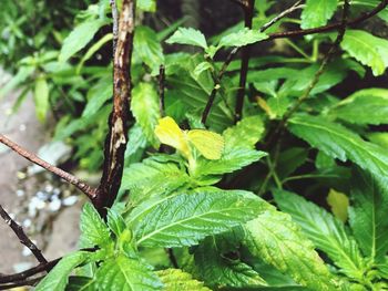 Close-up of insect on plant