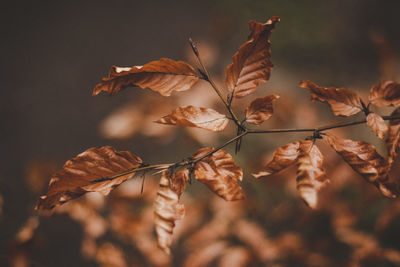 Close-up of dry leaves