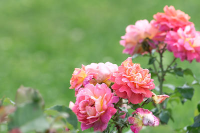 Close-up of pink flowering plant