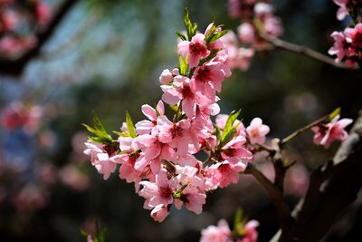 Pink flowers blooming on tree