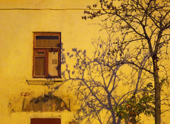 Low angle view of yellow tree against sky