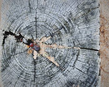 Close-up of tree stump