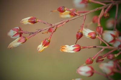 Close-up of red berries growing on tree