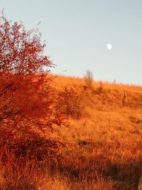 Scenic view of landscape against clear sky