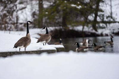 Flock of geese birds on frozen lake during winter