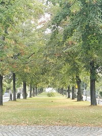 Trees on field