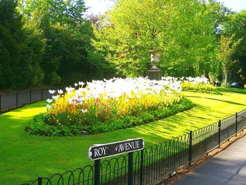 Trees and plants in garden