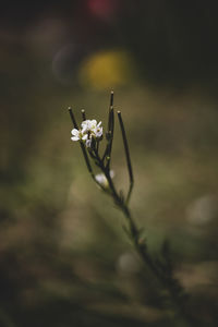 Close-up of white flowering plant