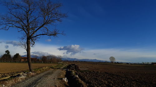 Bare tree on field against sky