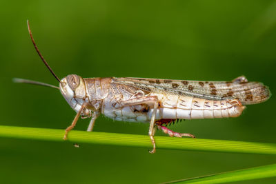 Close-up of insect