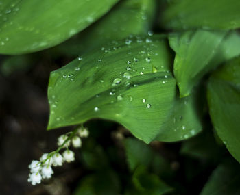 Close-up of water drops on leaves