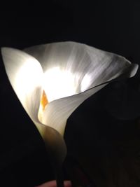Close-up of flower against black background
