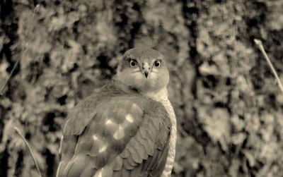 Close-up portrait of owl perching on tree