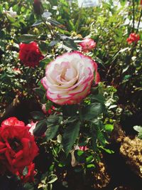 Close-up of pink rose