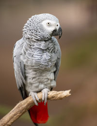 Close-up of parrot perching on wood