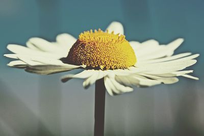 Close-up of yellow flower blooming outdoors