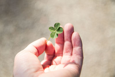 Close-up of cropped hand holding plant