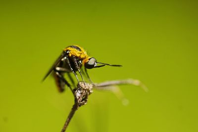 Close-up of insect on leaf