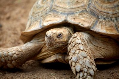 Close-up of tortoise on land