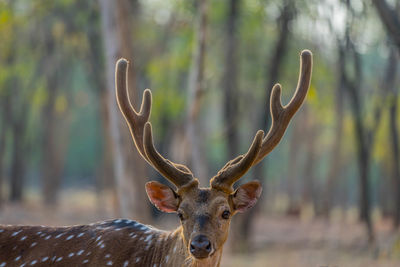 Close-up portrait of deer