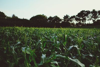 Crops growing on field against clear sky