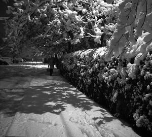 Plants and trees in park