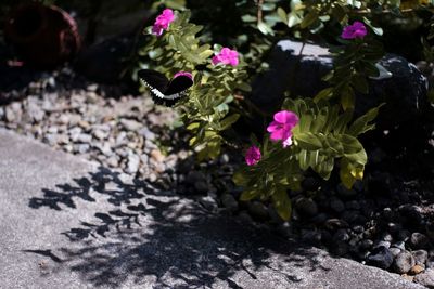 Close-up of pink flowering plant