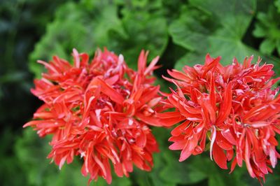 Close-up of wet pink flowers blooming in garden