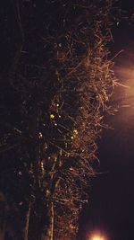 Close-up of tree against sky at night