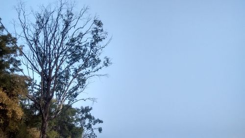 Low angle view of tree against clear blue sky