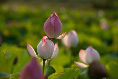 Close-up of pink flowering plant