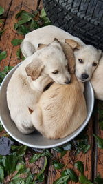 High angle view of puppies on boardwalk