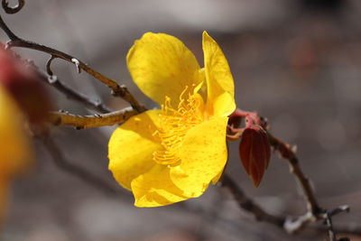 Close-up of yellow flower blooming outdoors