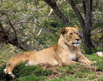 Cat resting on a tree